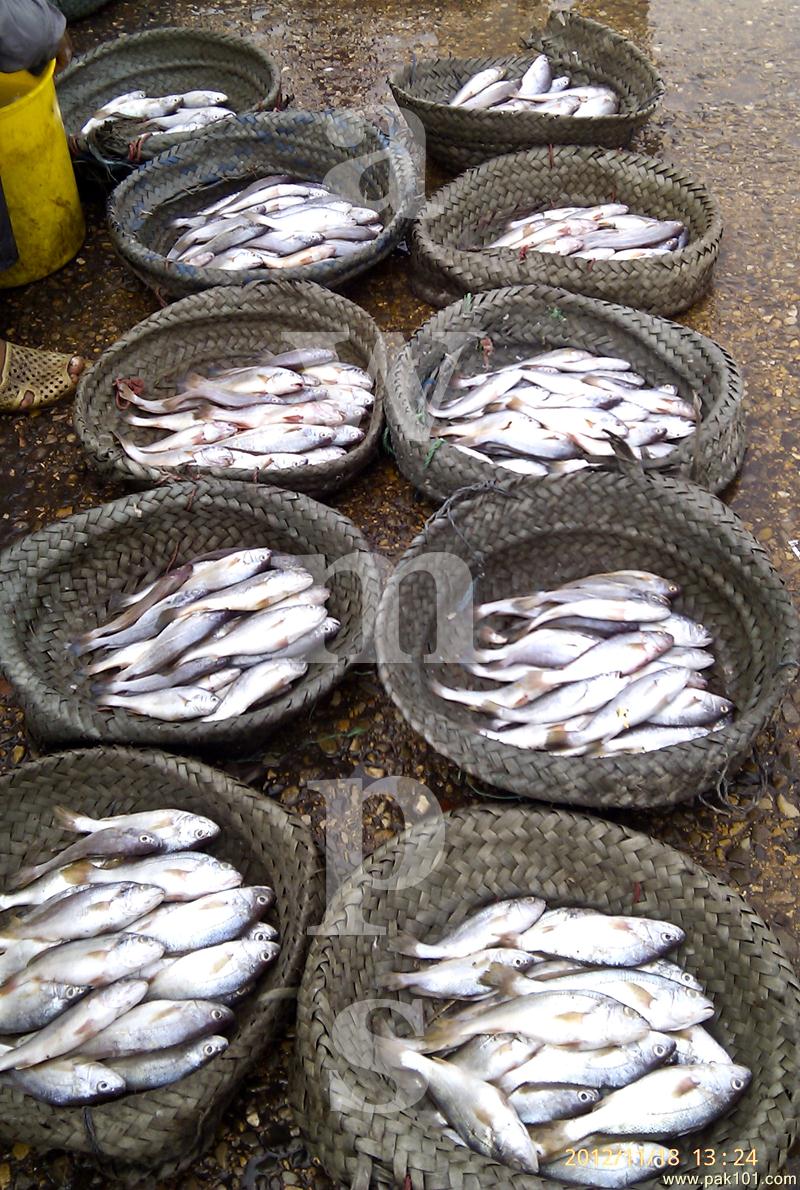 Trip To Ibrahim Hyderi Fish harbour Karachi, Behind PAF Korangi Creek