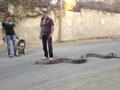 Walking with pet snake