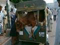 cow in rickshaw