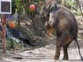 Elephant Plays Basketball Funny 