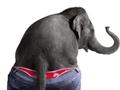 funny elephant on panit