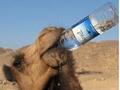 Camel Drinking Water From Bottle 