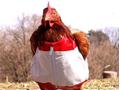 FASHION FOR CHICKENS