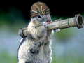 Animals with guns funny