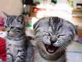 cats funny smiling