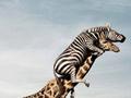 Zebra giraffe funny
