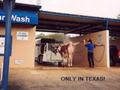 animals wash