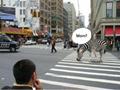 Is ki mom Zebra Crossing
