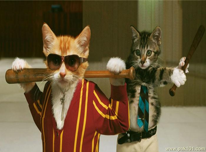Funny Picture Cats Funny office bodyguard Picture  Pak101.com