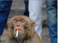 monkey smoking cigrate only