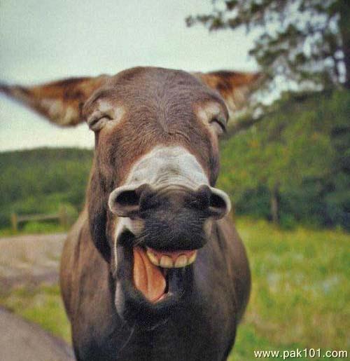 Funny Picture Laughing Donkey | Pak101.com