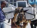 Donkey Computer Funny Indian Picture