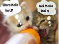 Funny Cats 