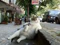 Relaxed Cat