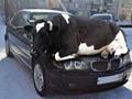 Cow Resting On Car