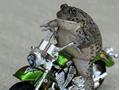 Crazy Frog Bike