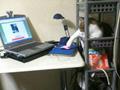 funny cat use laptops