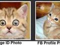 funny cats photos