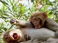 naughty monkeys