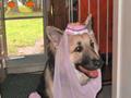 Funny DOG Animal In Costumes