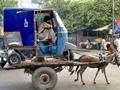 rikshaw on donkey
