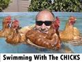 funny Swimming chicks