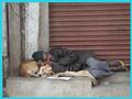 men sleeping with dog