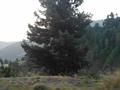 Shimla Hill, Abbottabad