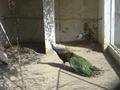 Peacock, Bird''s Paradise Shah Allah Ditta, Islamabad