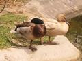 Duck, Marghazar Zoo, Islamabad