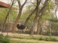 Ostrich (Shutar Murgh), Marghazar Zoo, Islamabad