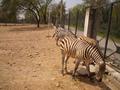 Zebra, Marghazar Zoo, Islamabad
