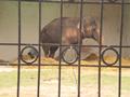 Elephant, Marghazar Zoo, Islamabad