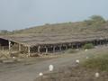 Poultry Farm Sheds, Near Winder, Balochistan