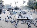 Zamzama Gun, Pigeons, The Mall, Lahore