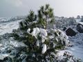 Snow in Narh