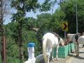 Horse, Pindi Point, Murree