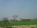 Green fields, Rajana, Toba Tek Singh, Punjab, Pakistan