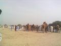 Camel fight, Khanewal