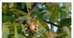 Walnut: The Green Gold