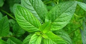 Peppermint Tea Benefits