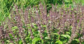Health Benefits Of Tulsi or Basil