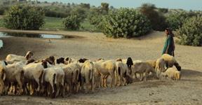 Tharparkar Sheep Sick But Sold in Mithi, Eaten in Karachi