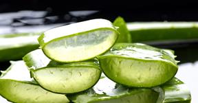 Aloe Vera is a Nature’s Miracle