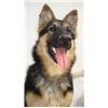 GSD, German Shepard Dog