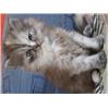 PERSIAN KITTNS FOR SALE
