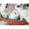 Bunnies 4 sale