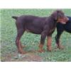 DOBERMANN PAIR FOR SALE