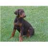 DOBERMANN DOG