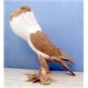 Fancy Pigeons for Sale